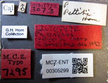 Media type: image;   Entomology 305299 Aspect: labels